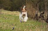 FOX TERRIER 540